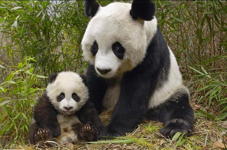 Gite Souai Et Zen , 5 Mn Du Zooparc De Beauval Сент-Эньян Экстерьер фото